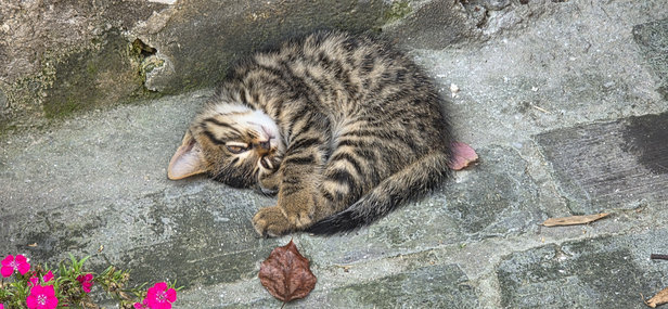 cat in the sun